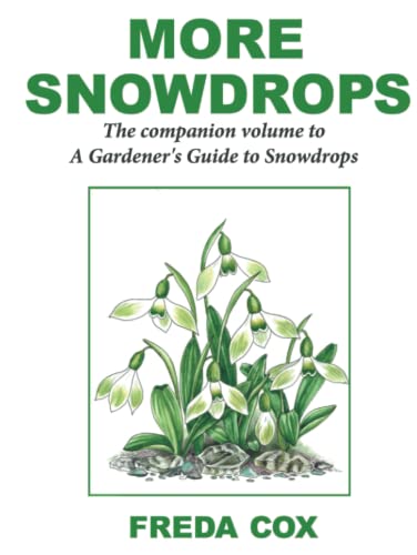 More Snowdrops