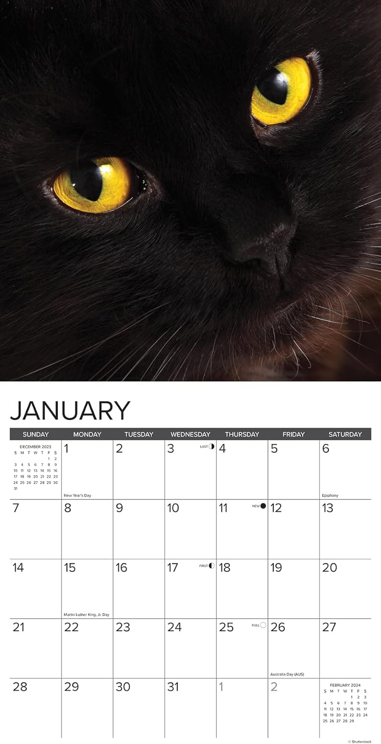 Just Black Cats 2024 12 X 12 Wall Calendar