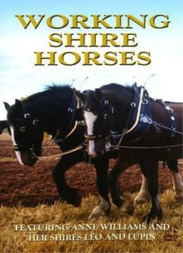 Working Shire Horses