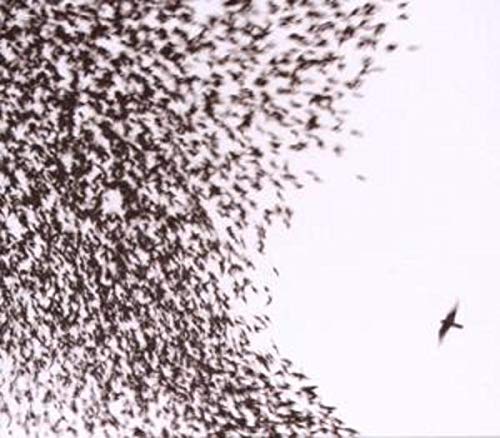 Wilco-Sky Blue Sky