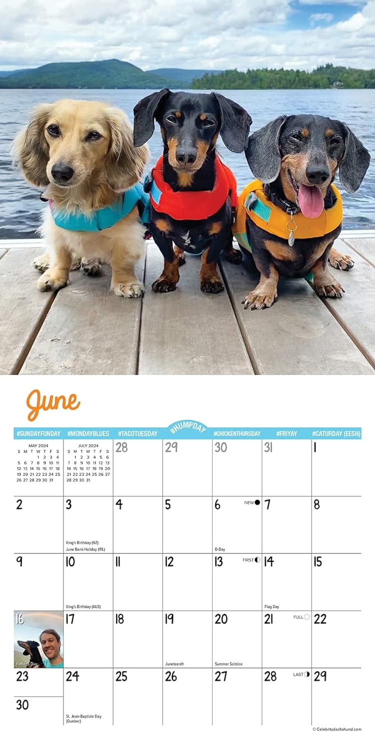 Crusoe the Celebrity Dachshund 2024 7 X 7 Mini Wall Calendar
