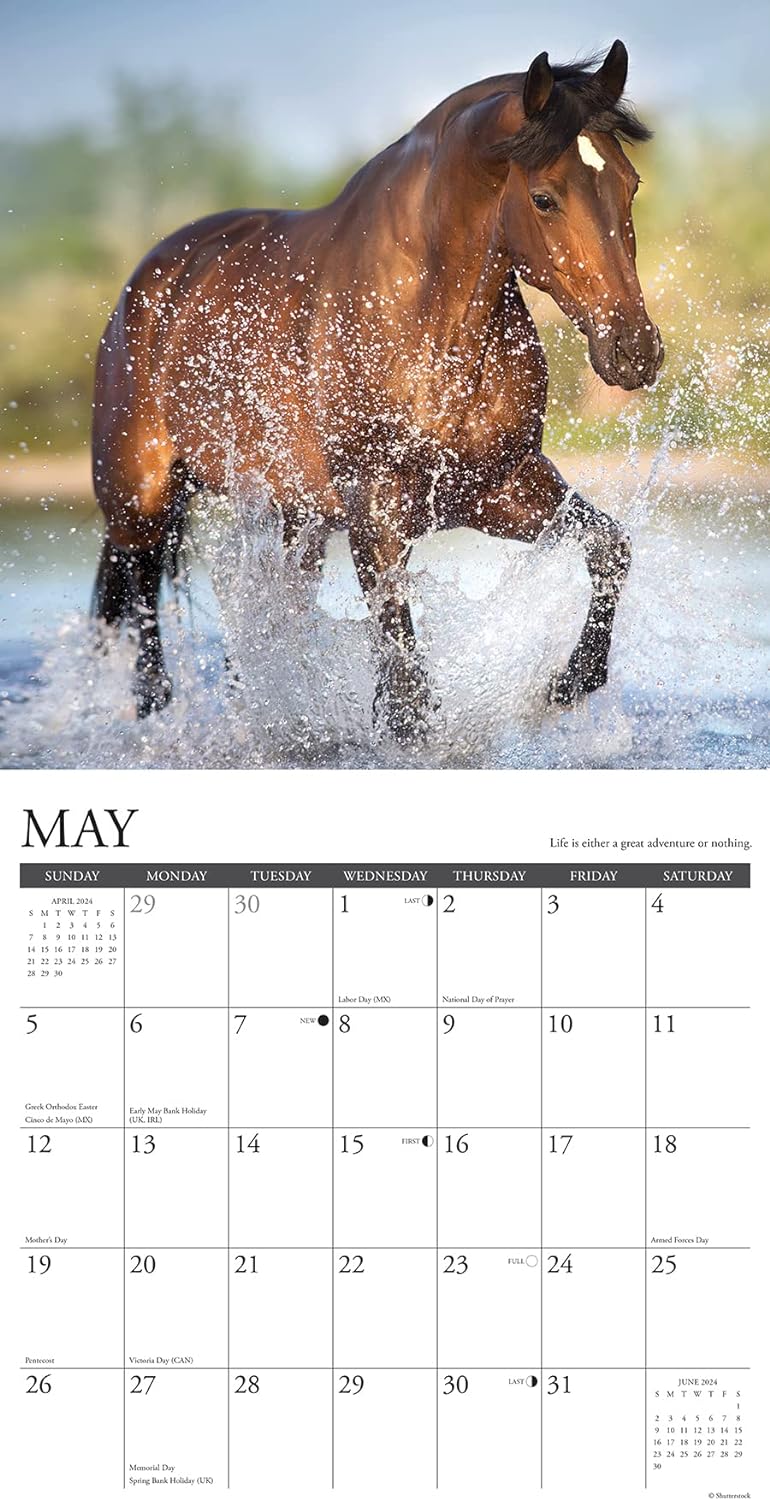 What Horses Teach Us 2024 12 X 12 Wall Calendar