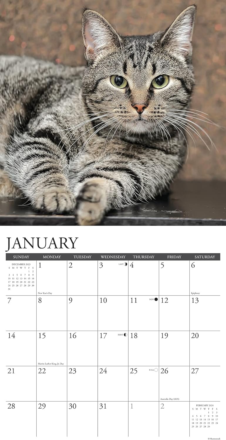 Just Tabby Cats 2024 12 X 12 Wall Calendar