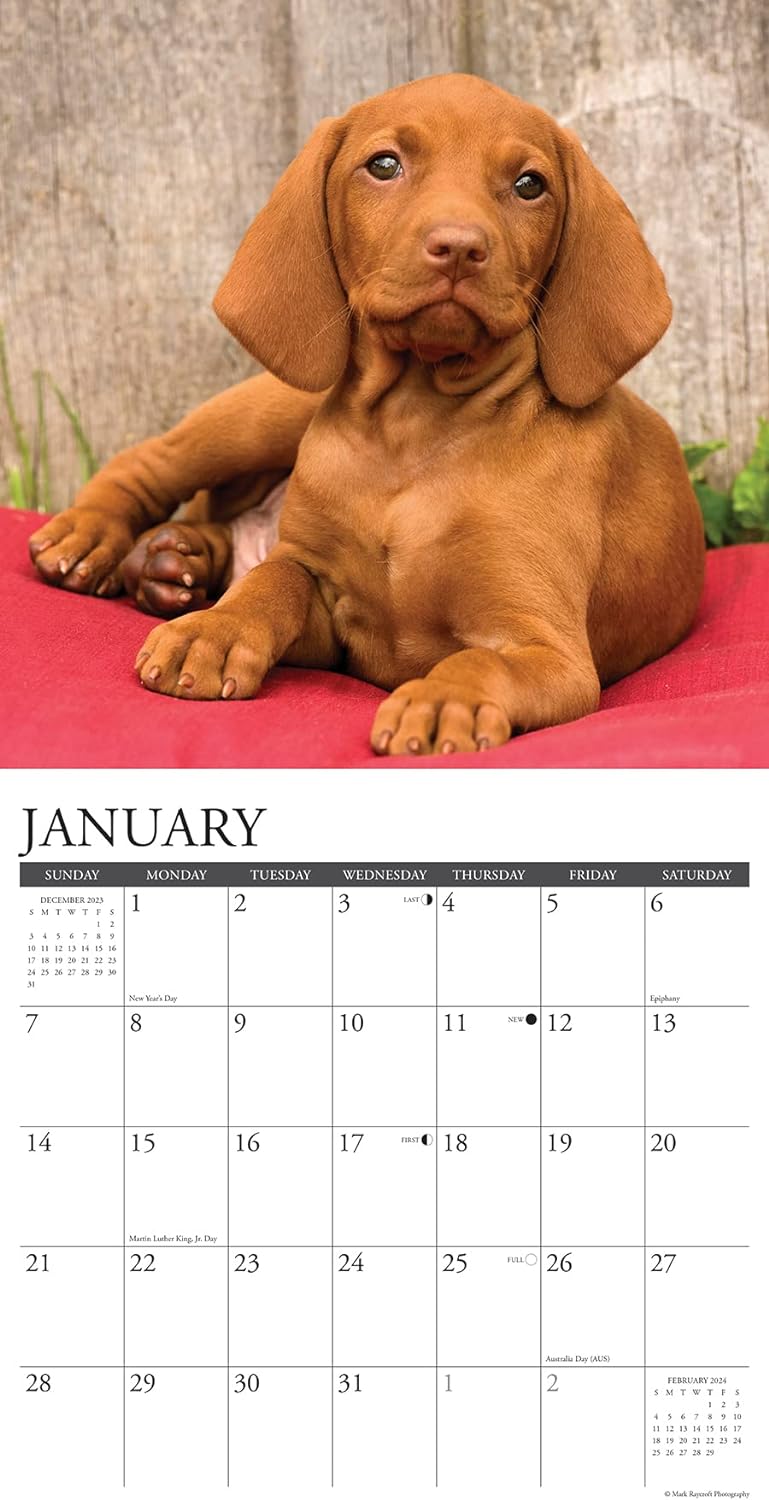 Just Vizslas 2024 12 X 12 Wall Calendar