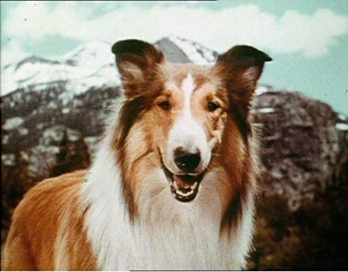 Lassie-Les Longs METRAGES Partie 2 Coffret 6 DVD