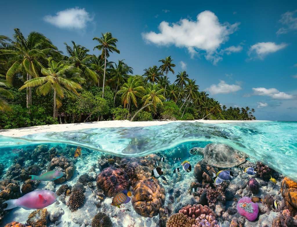 Ravensburger A Dive in the Maldives 2000 Piece Jigsaw Puzzles for Adults and Kids Age 12 Years Up