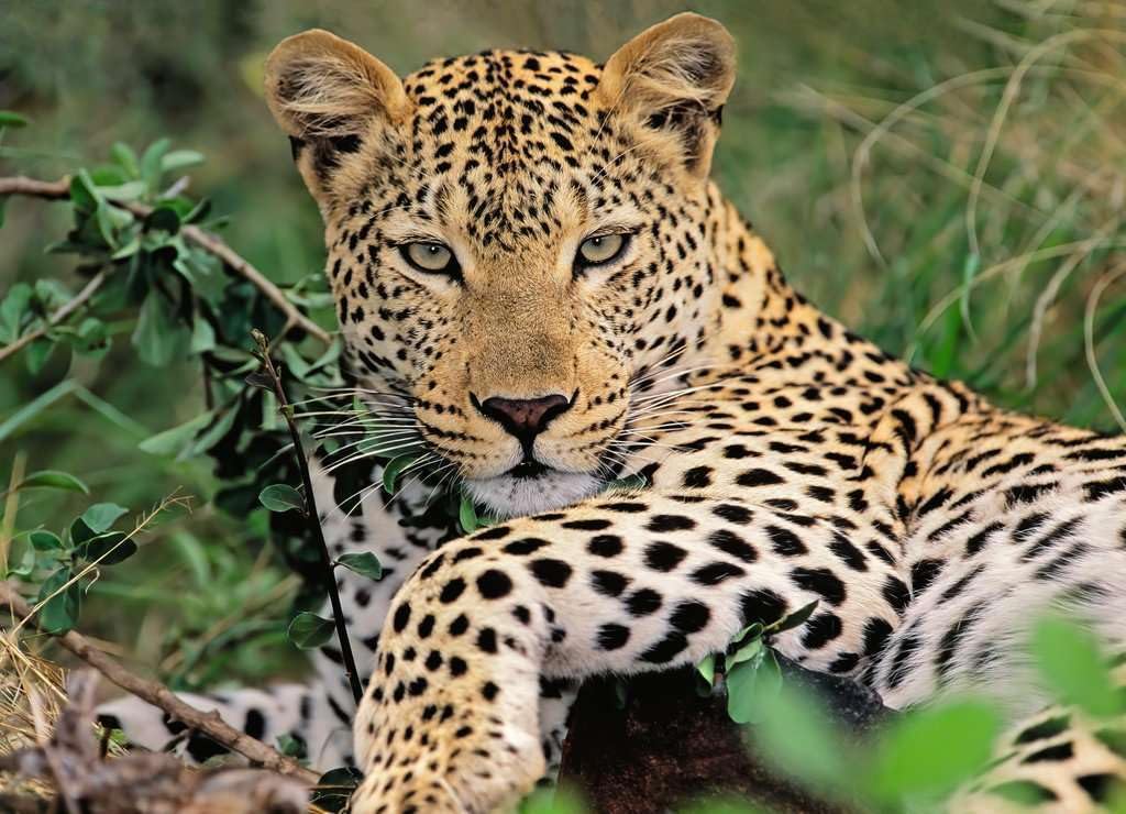Ravensburger Exotic Animal Leopard 100 Piece Jigsaw Puzzle for Adults and Children Age 9 Years Up
