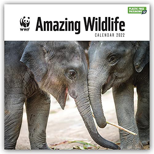 WWF Amazing Wildlife – Faszinierende Tierwelt 2022: Original Carousel-Kalender (Wall-Kalender)