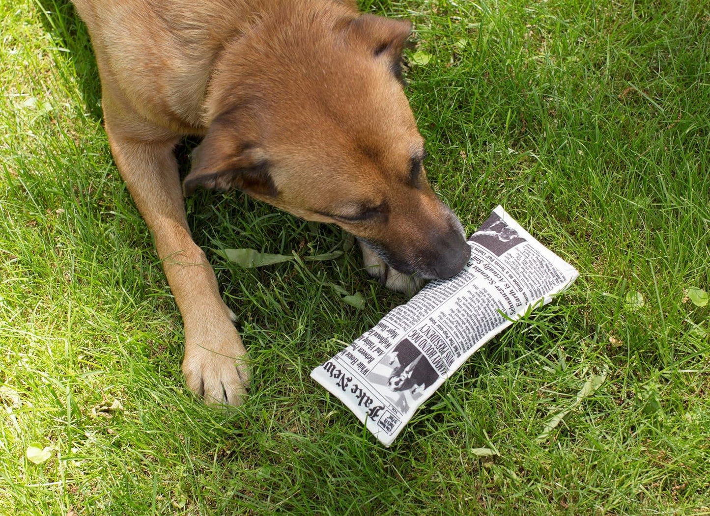 Doggy Fake News Toy (Dig05)
