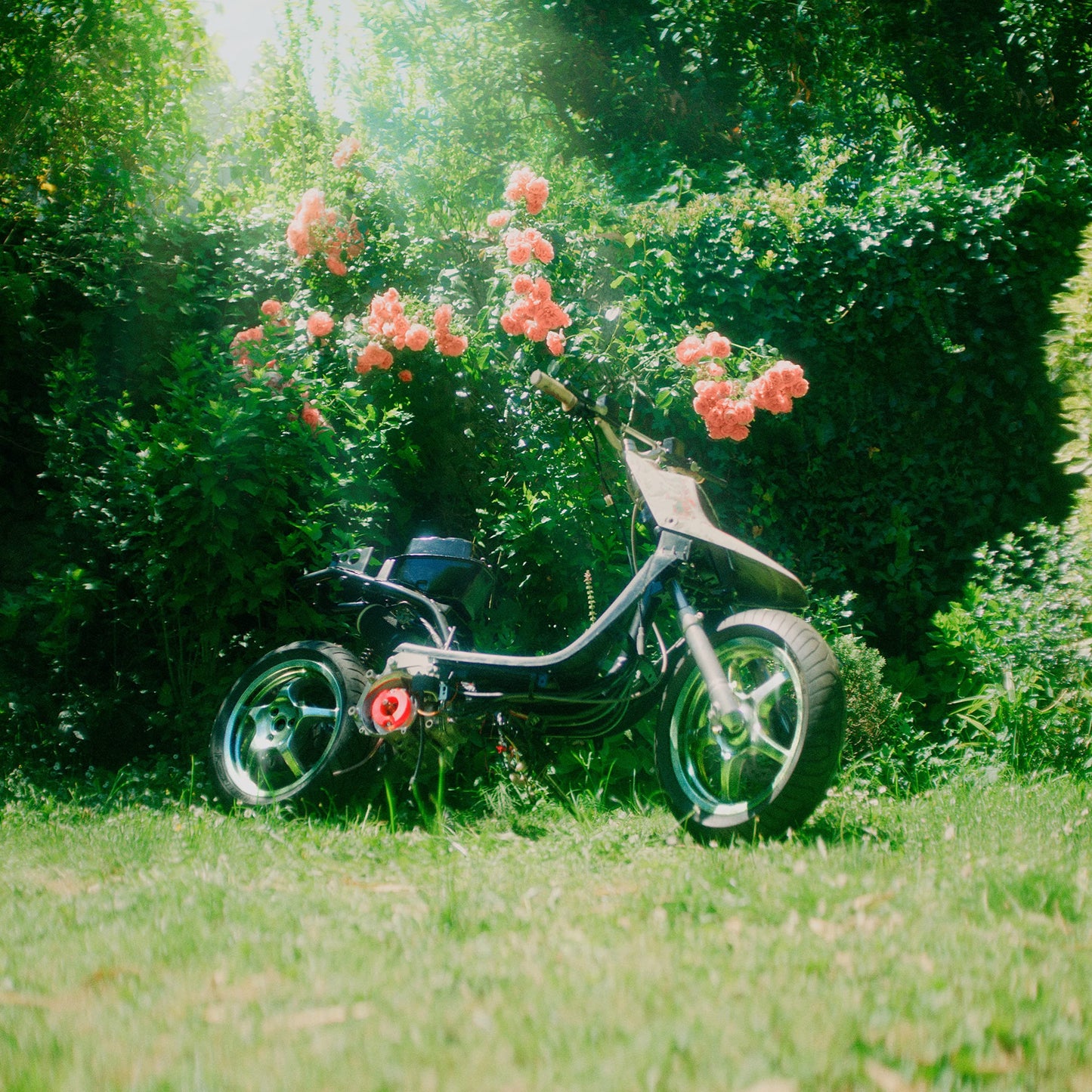 Poison
