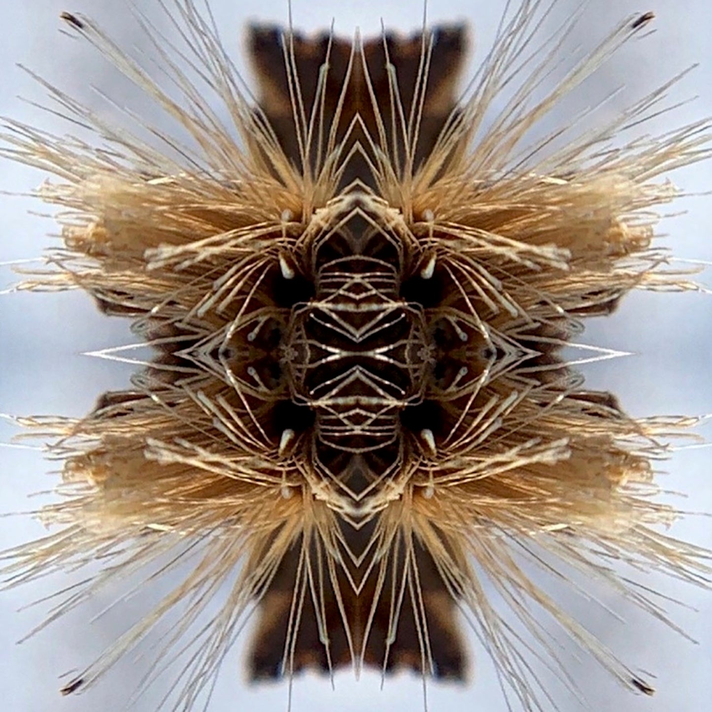 Sutra
