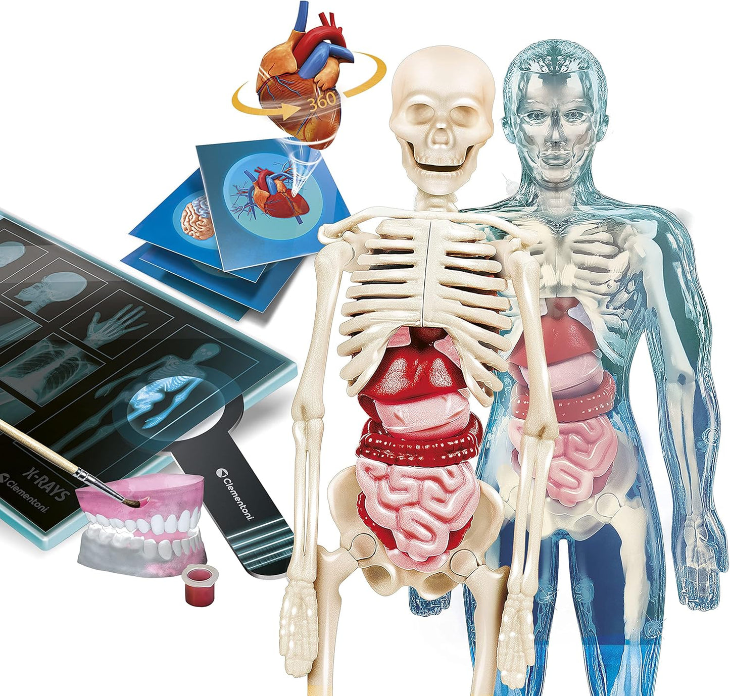 Clementoni Lab Super-Lab Anatomy, Science Experiments, Science Game Ages 8 - Made in Italy, Multi-Colour, 19299