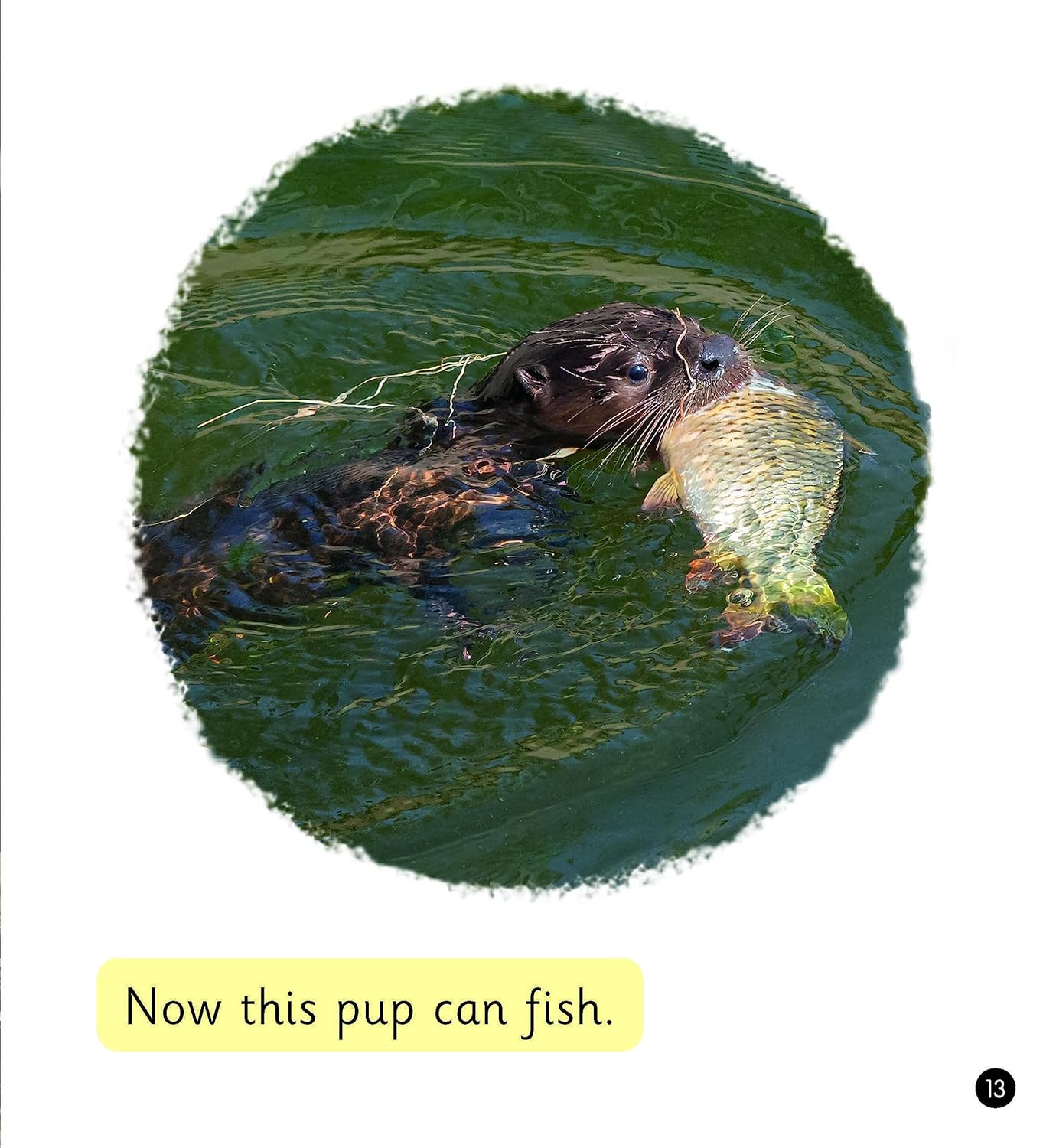 River Otters (Set 6)