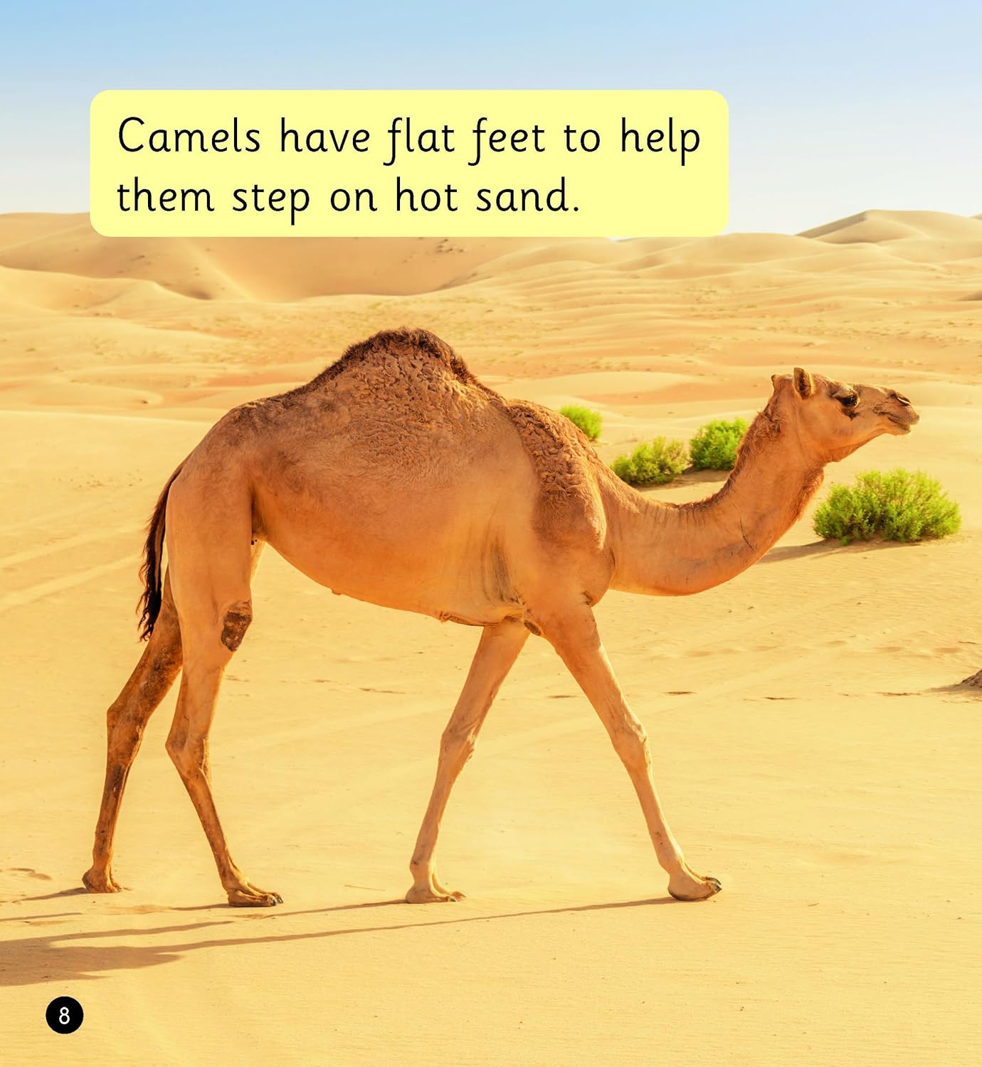 The Desert (Set 7)