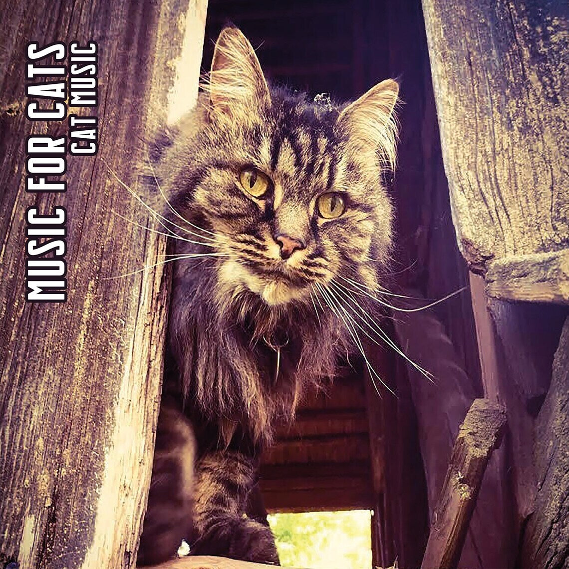 Cat Music
