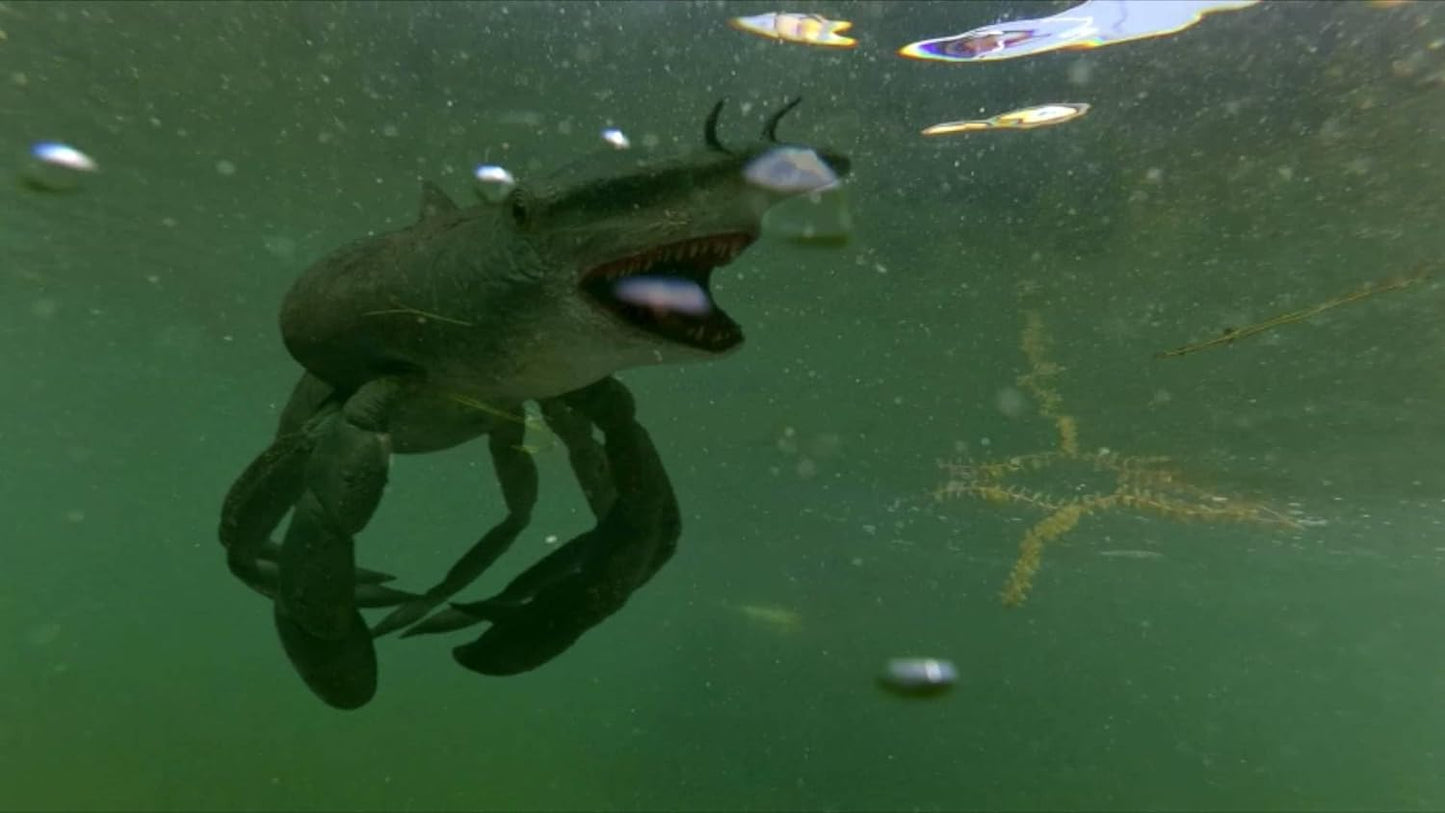 Cocaine Shark