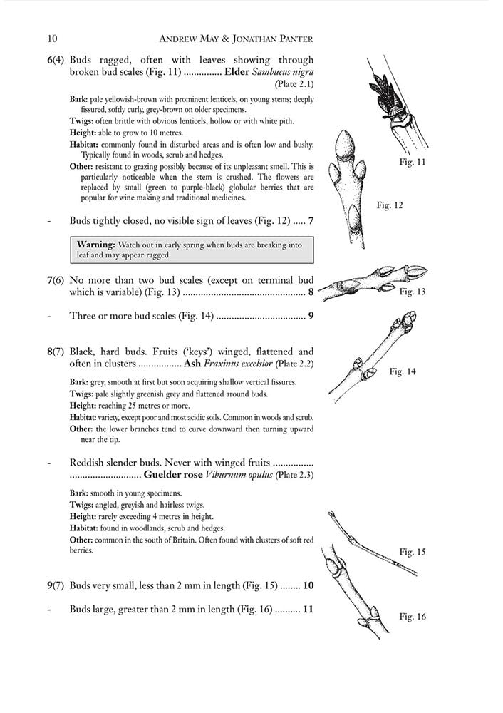 A Guide to the Identification of Deciduous Broad - Leaved Trees and Shrubs in Winter