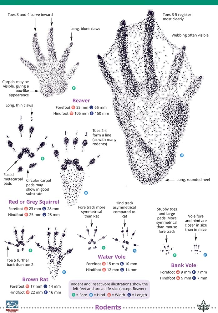Mammal tracks and signs