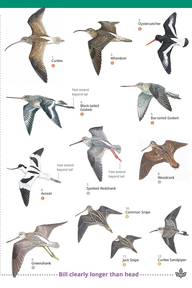 Wader of Britain and Ireland
