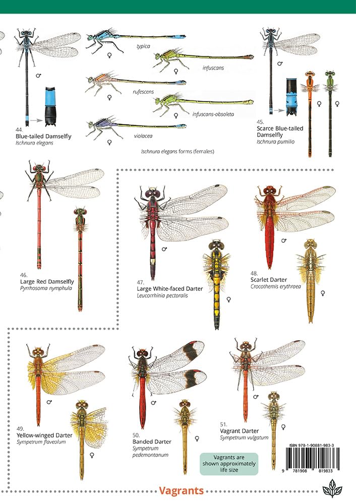 Dragonflies and damselflies