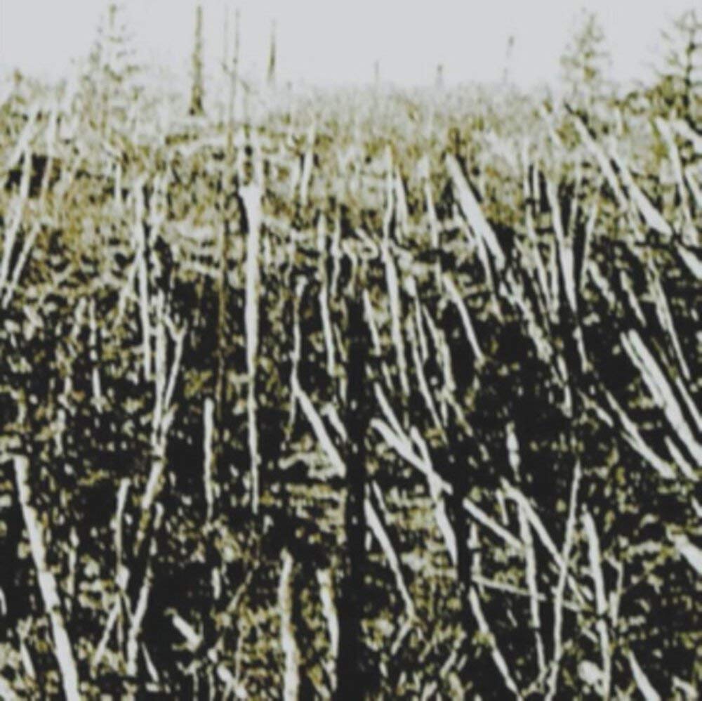 Próchno