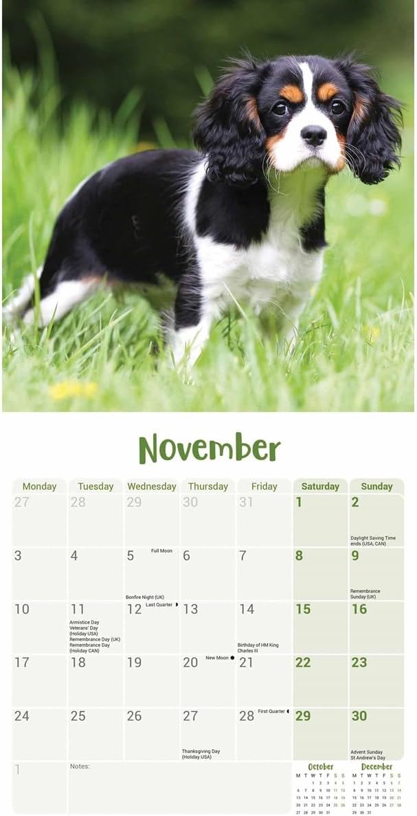 Cavalier King Charles Spaniel Puppies Mini Wall Calendar 2025 (PFP)