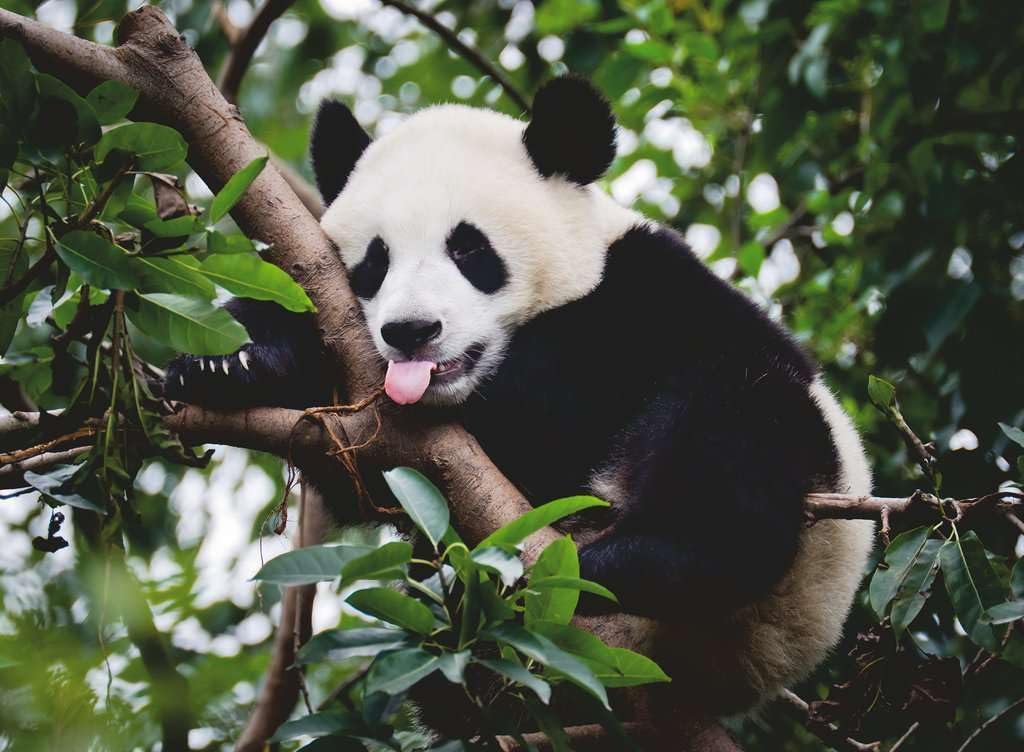 Ravensburger Puzzle 12000351 - Pandabär - 500 Teile Puzzle für Erwachsene und Kinder ab 12 Jahren, Tier-Puzzle Neues design