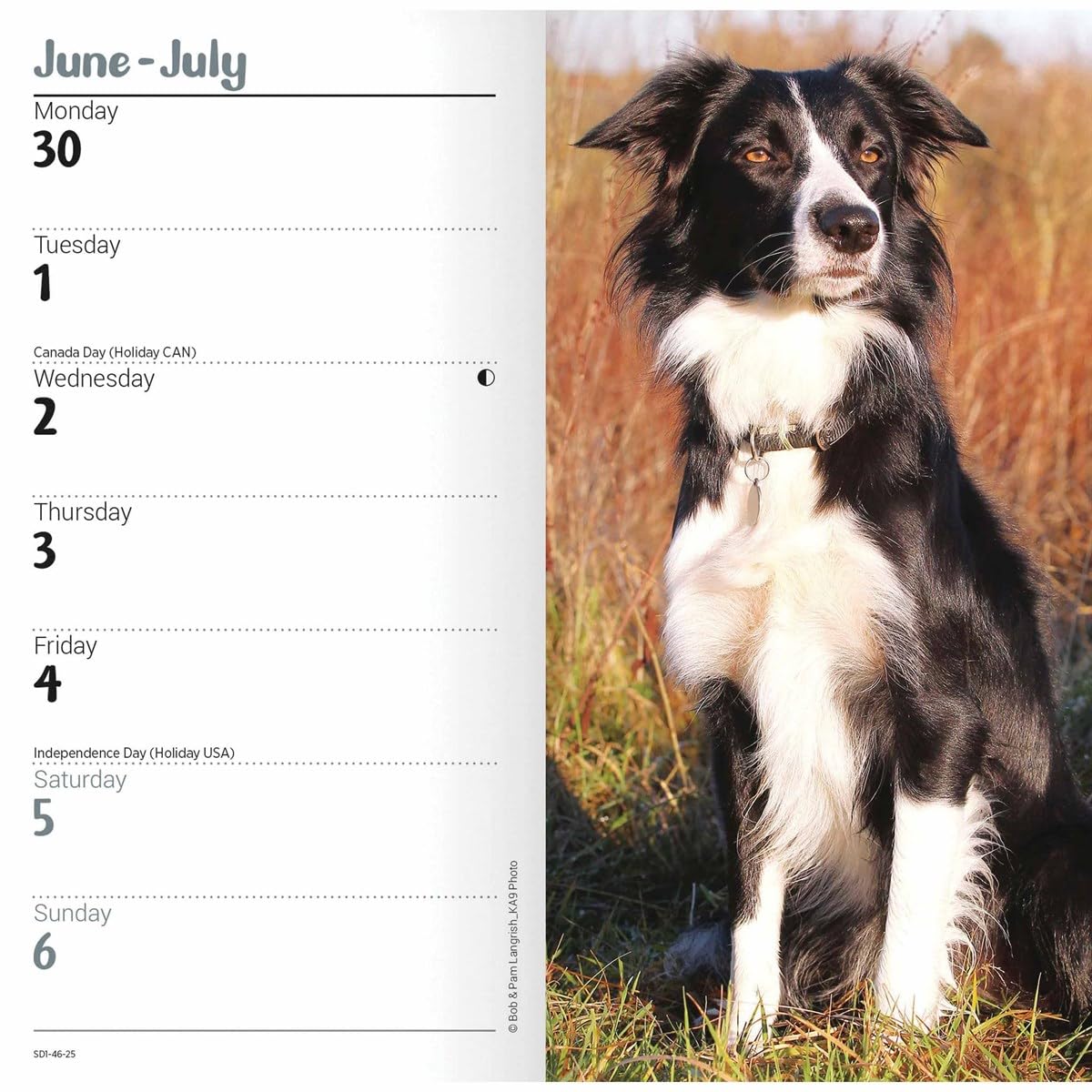 Carousel Calendars Border Collies Slim Diary 2025 (PFP)