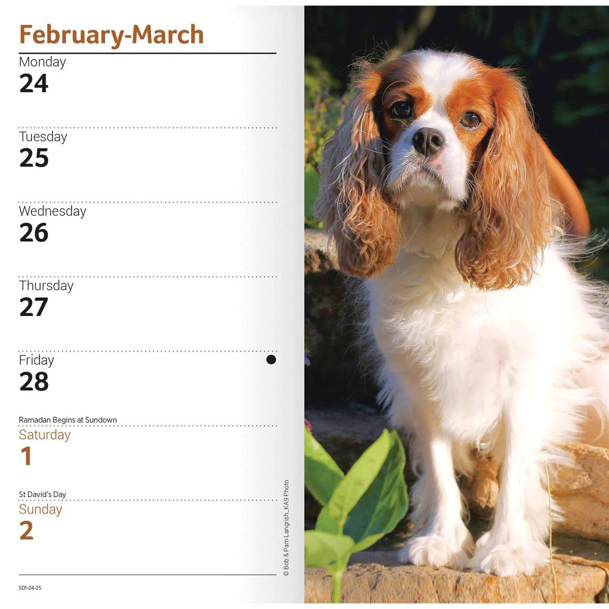 Carousel Calendars Cavalier King Charles Spaniels Slim Diary 2025 (PFP)