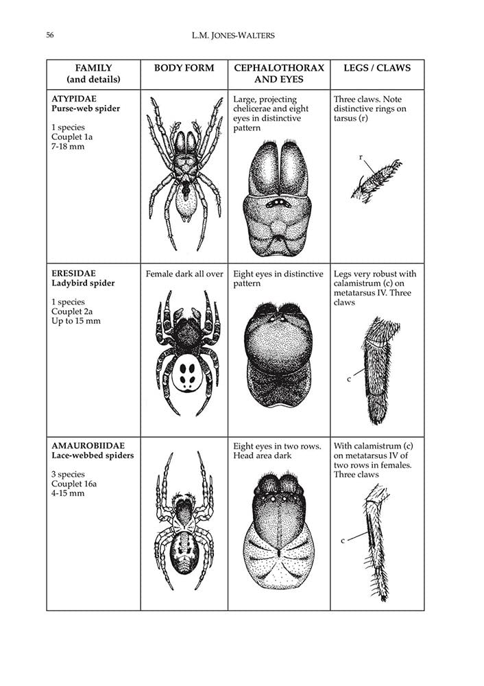 Keys to the Families of British Spiders