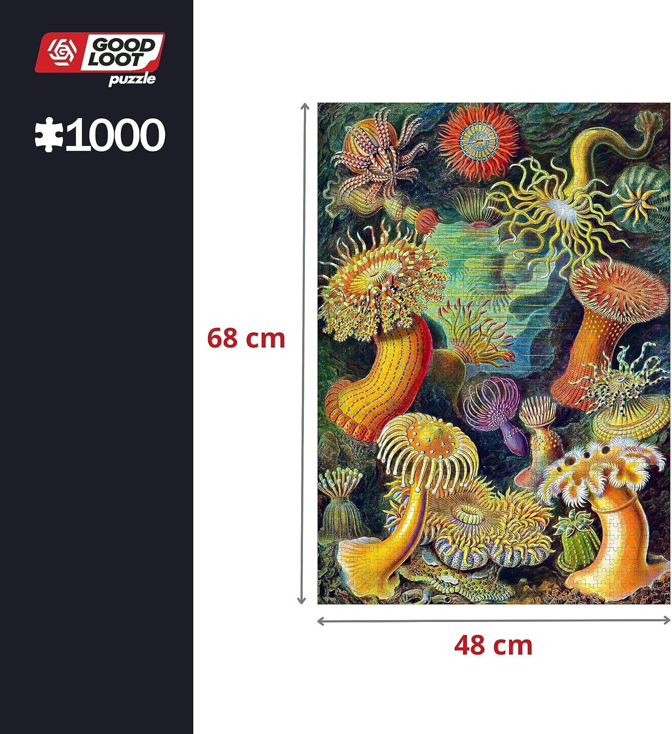 Good Loot Rompecabezas Serie Imagination Ernst Haeckel Sea Anemones – Rompecabezas clásicos – Arte de rompecabezas con imagen de 1000 piezas – Rompecabezas para adultos – Rompecabezas Arte 1000 piezas