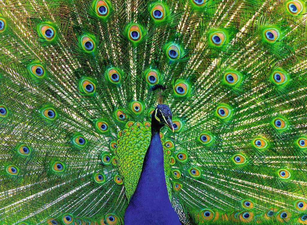 Ravensburger Puzzle 12001332, Colorful Animals - Pfau - 500 Teile Puzzle für Erwachsene und Kinder ab 12 Jahren: Colorful Animals