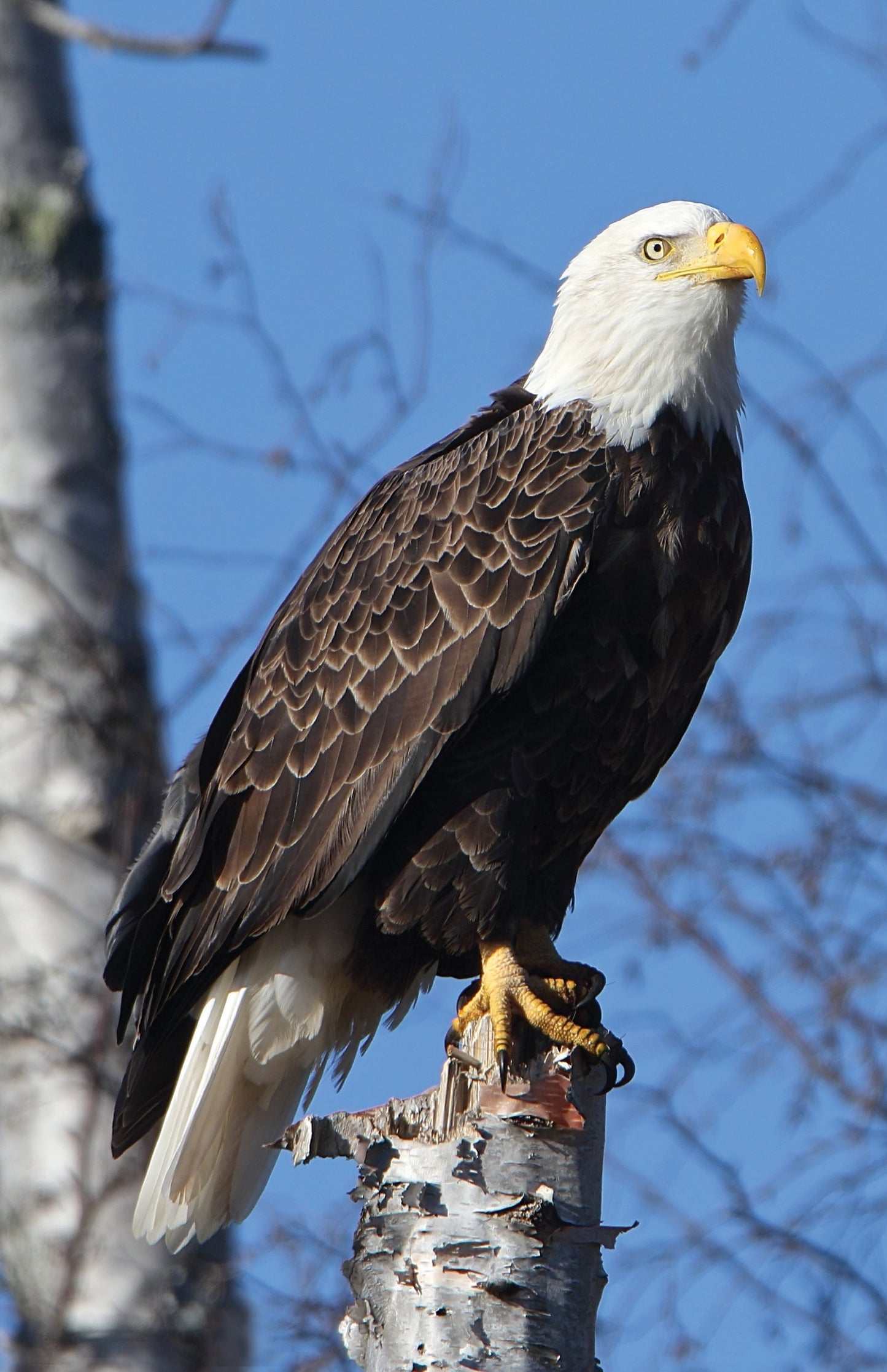Eagle Perched Blank Journal (Nodin Press Blank Journals