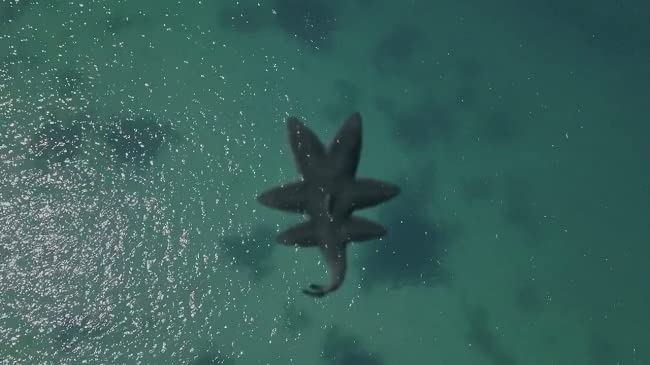 L'attaque des requins à 6 têtes