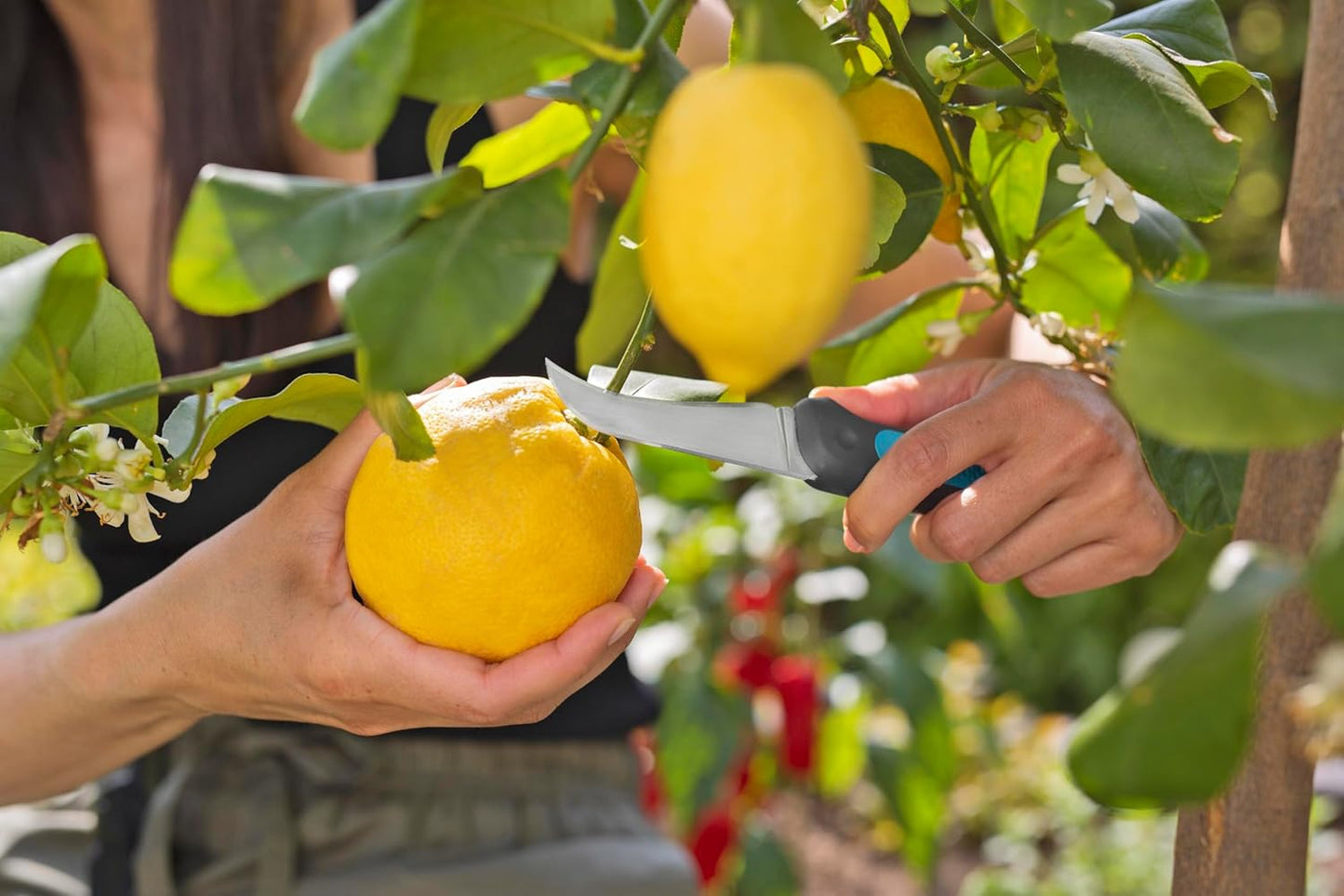GARDENA VeggieCut Harvesting Knife: Stainless Steel Knife for harvesting, Cleaning and Peeling Vegetables, Non-Slip Handle, Dishwasher Safe, Includes Belt Holster with Grinding Stone (12211-20