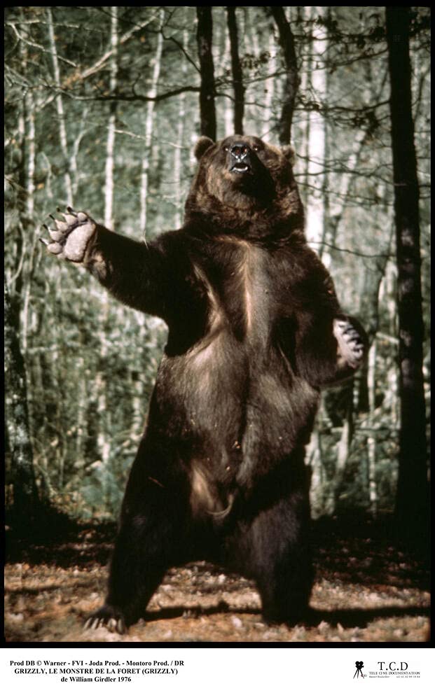 Grizzly, le monstre de la foret