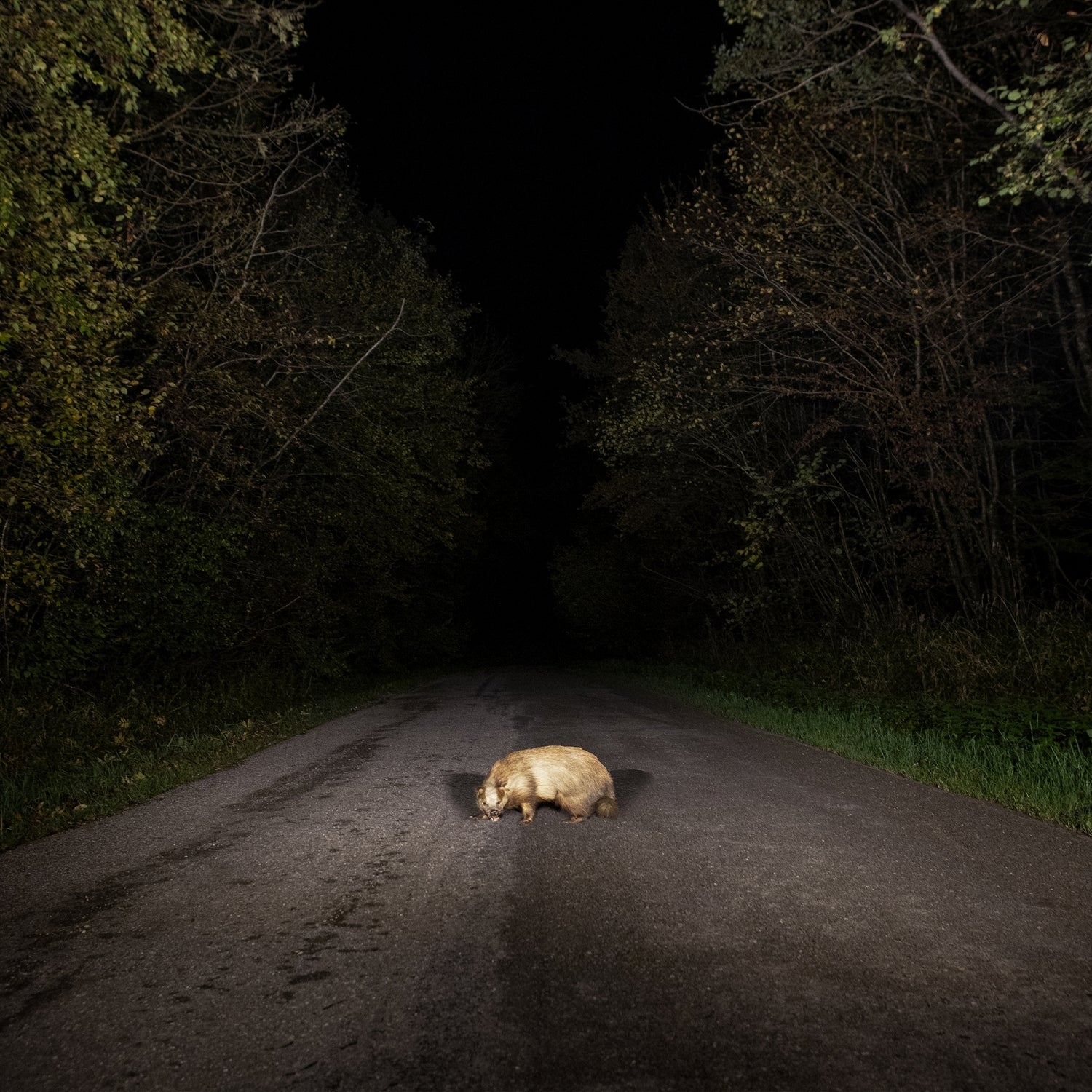 Badger