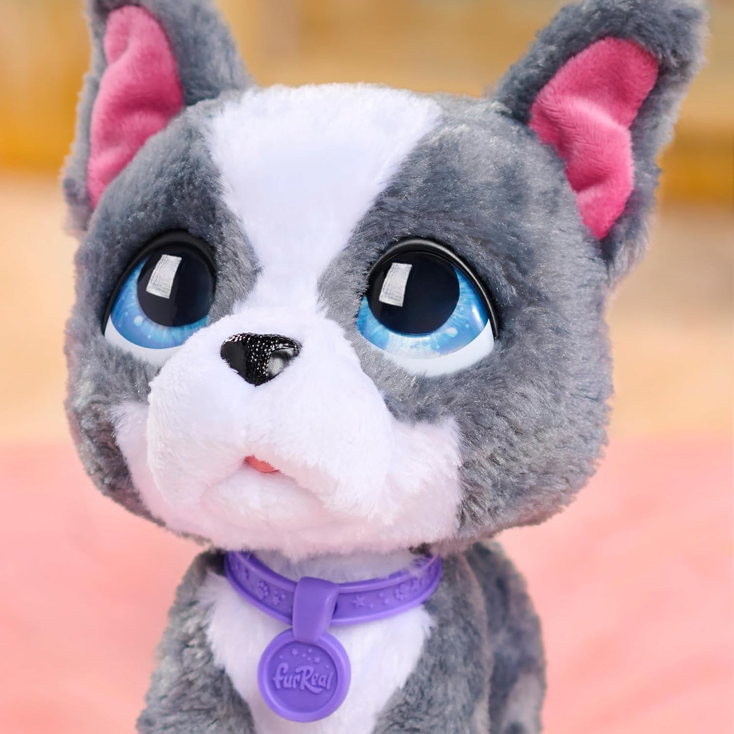 Just Play furReal Walk-A-Lots French Bulldog, interaktives Spielzeug, 20,3 cm großer, laufender Plüschwelpe mit Soundeffekten, 4-teilig, Kinderspielzeug ab 4 Jahren