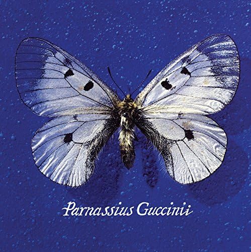 Parnassius Guccini