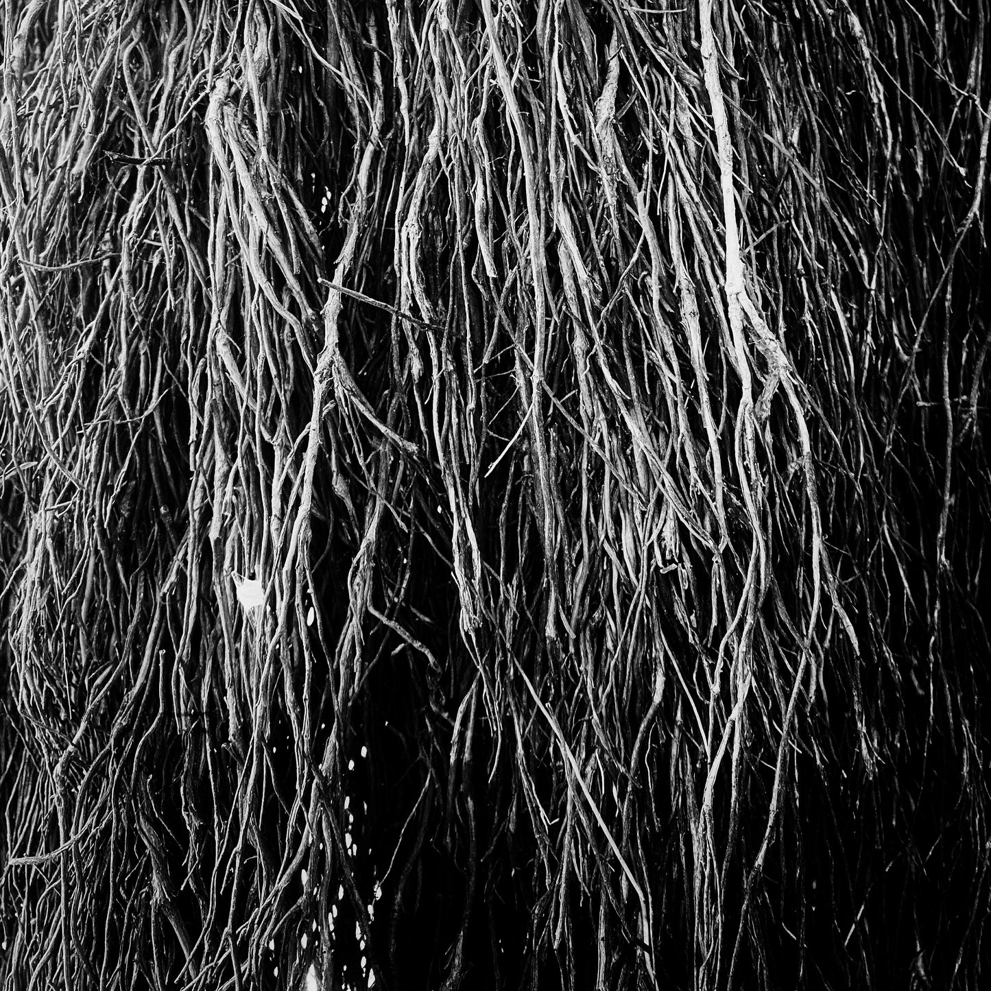 Nocturnal Rainforest