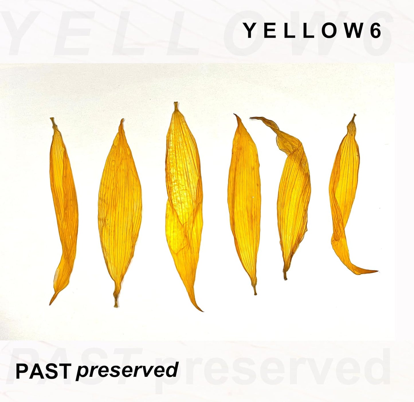 Past Preserved
