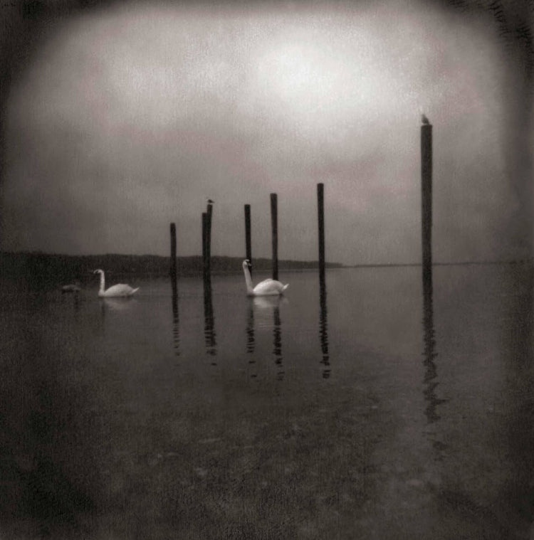 Conference of the Birds