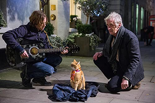 Un chat pour la vie