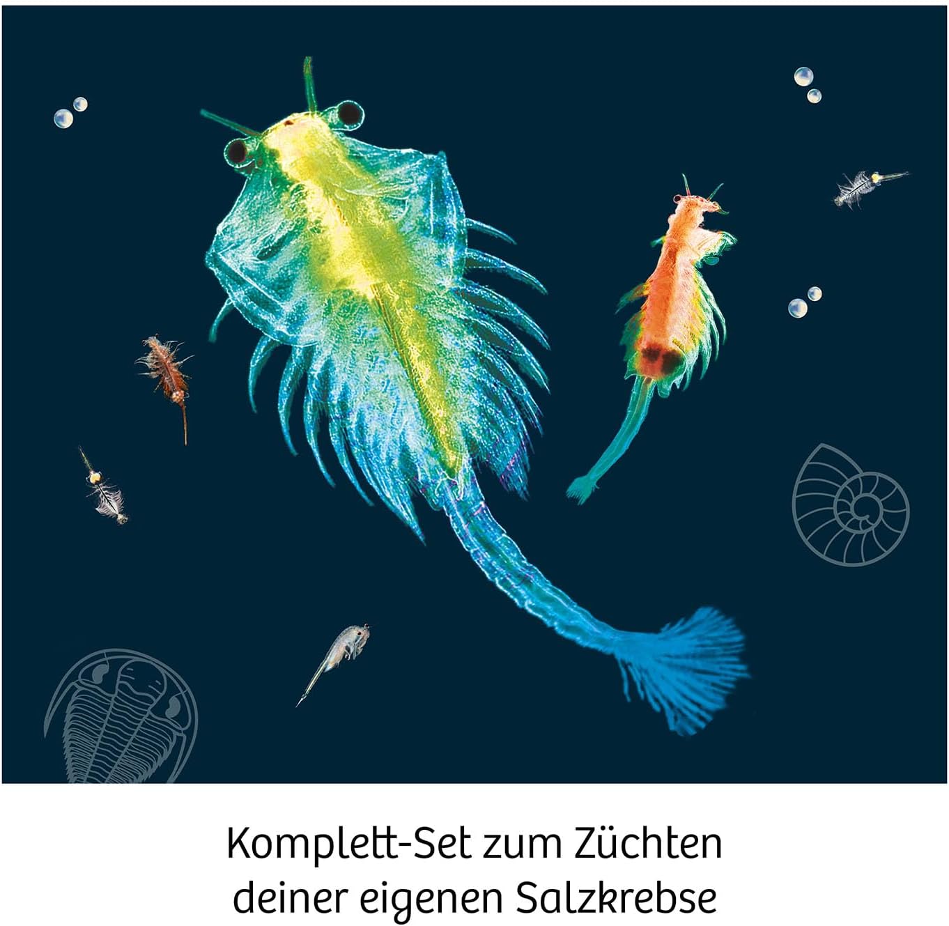 Kosmos Pekelkreeftjes Kweken