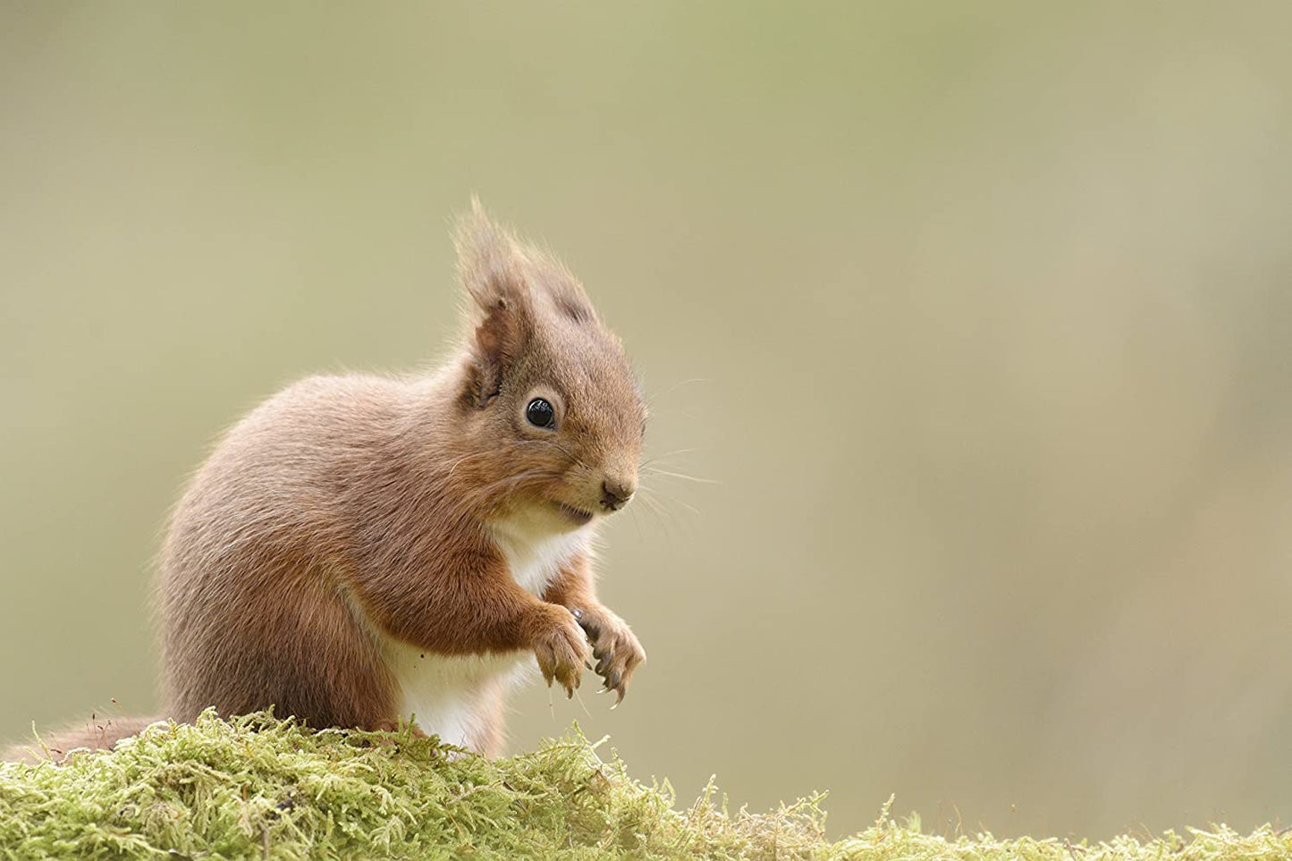 Highlands: Scotland's Wild Heart DVD