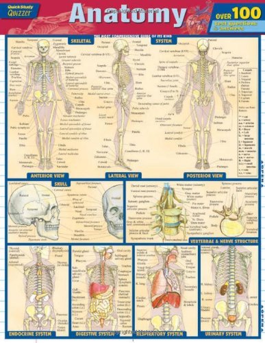 Anatomy