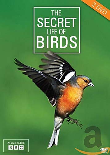 Secret life of birds