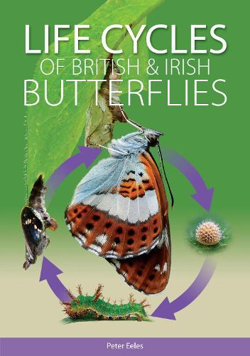 Life Cycles of British and Irish Butterflies