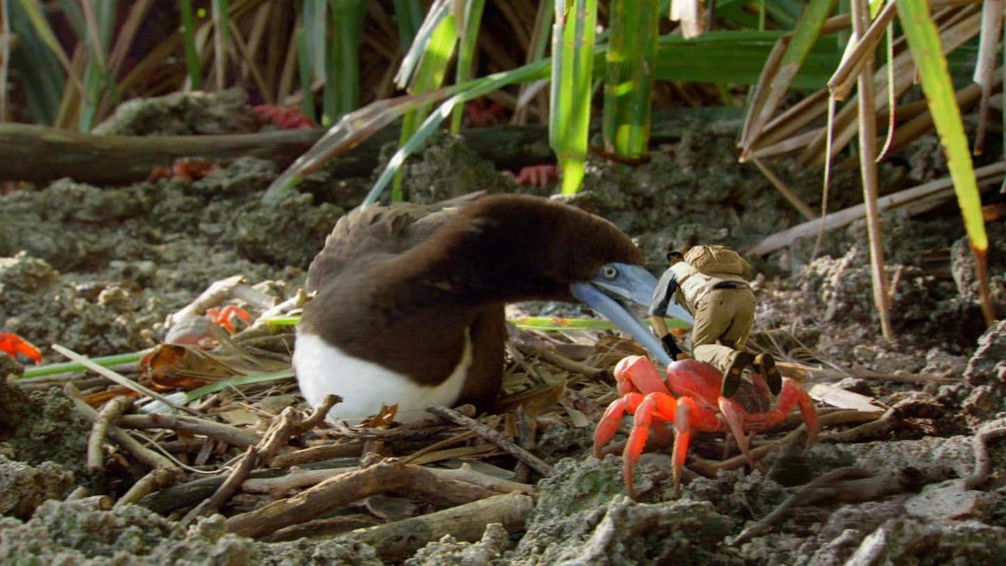 Andy's Safari Adventures: Hermit Crabs & other stories