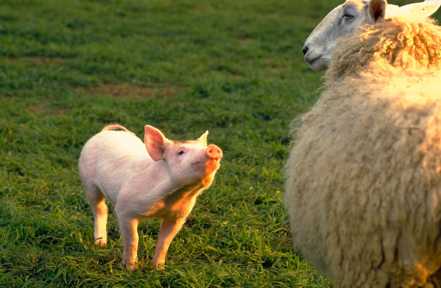 Ein Schweinchen Namens Babe